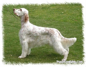 englishsetter_pdw.jpg